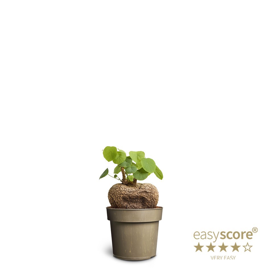 STEPHANIA SUBEROSA, D 24