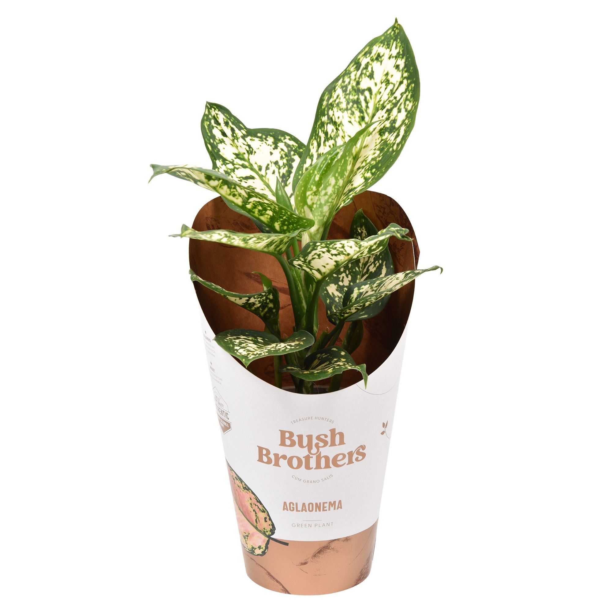 Aglaonema White Star, D 12