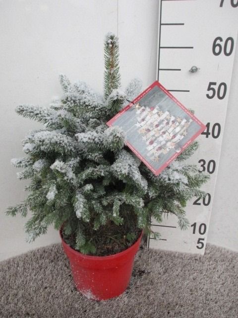 Picea Super Blue 60 cm P23 sneeuw, D 23