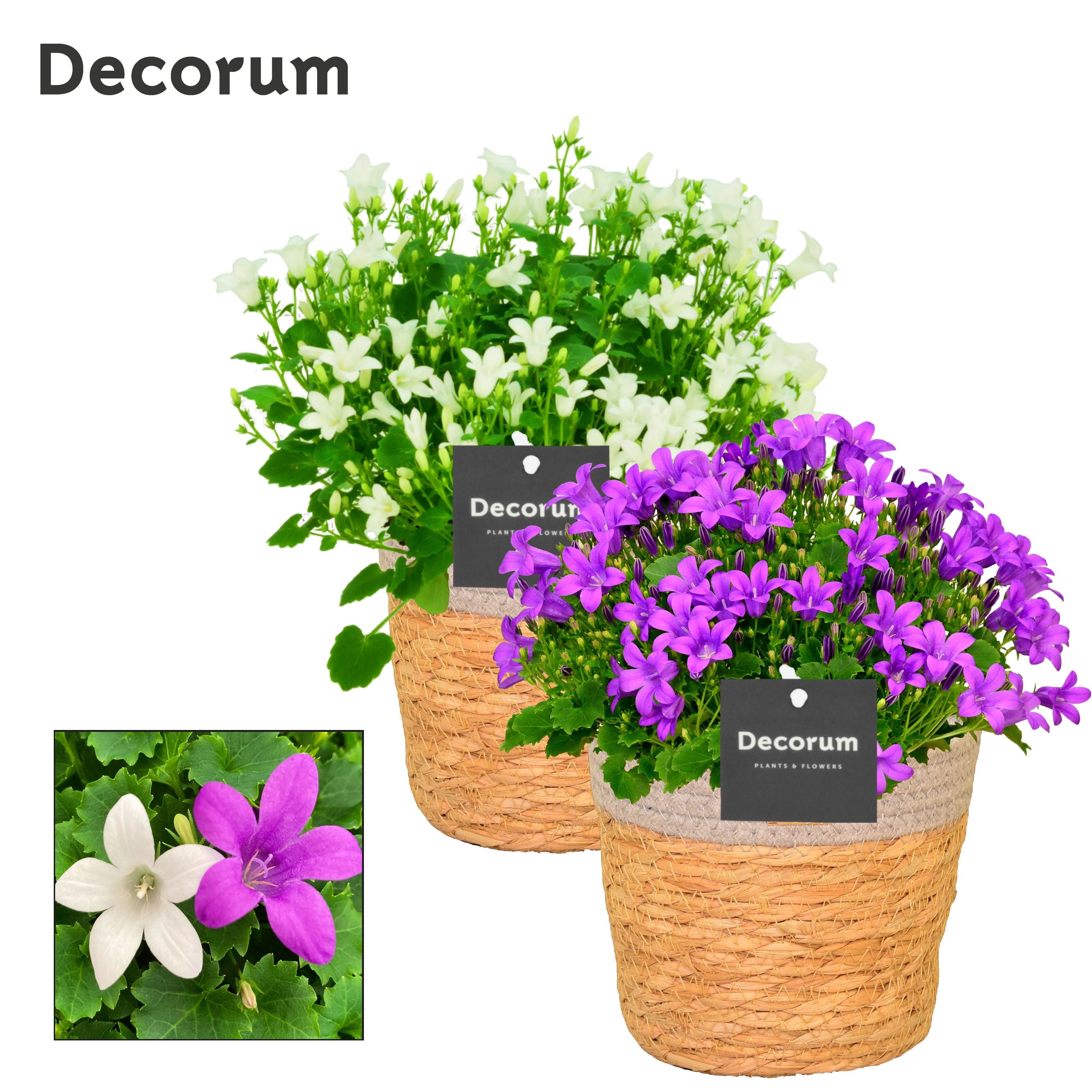 Campanula Porto Mix2 Decorum S. Basket, D 15
