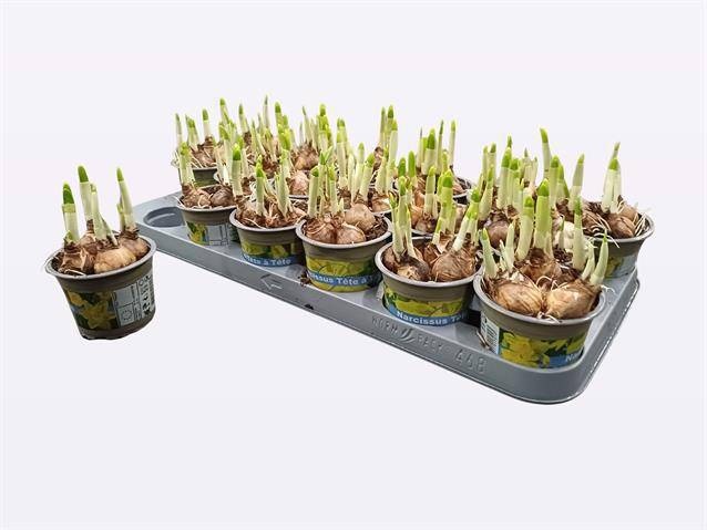 NARC O TETE A TETE, D 9