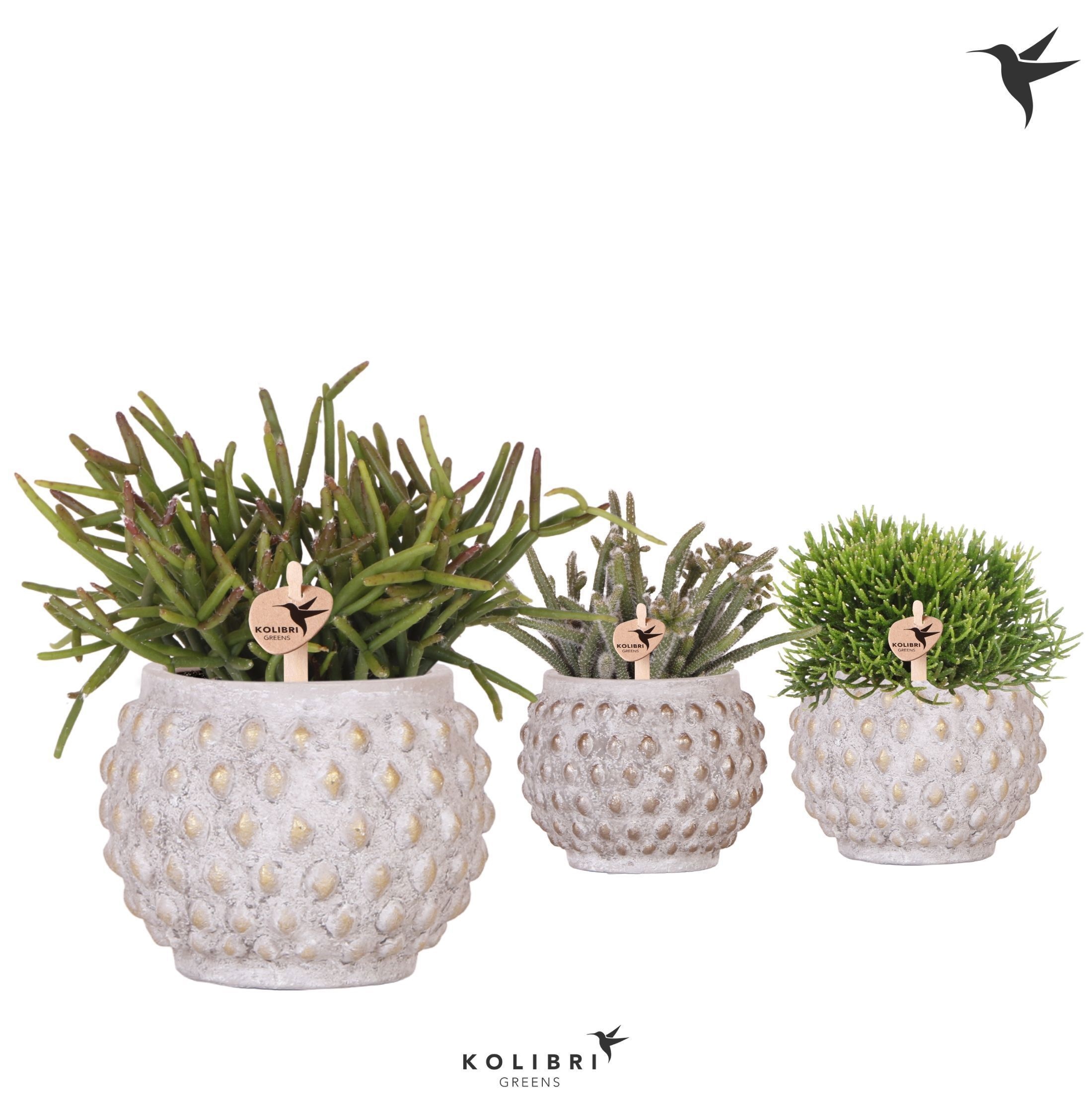 Kolibri Greens Rhipsalis mix in Marrakesh pot gold copper mix, D 9