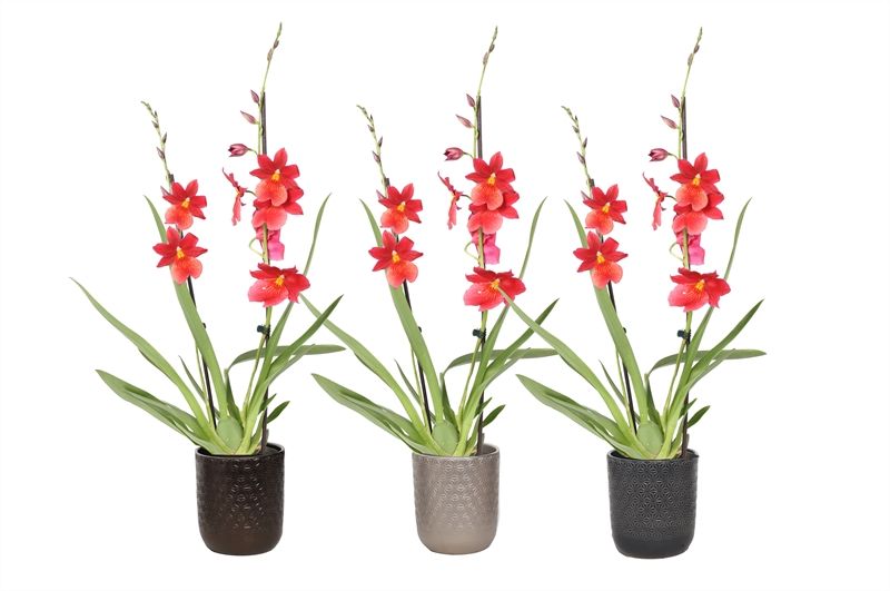 Vera p12 symmetric mix Cambria Nelly Isler 2T16+, D 12