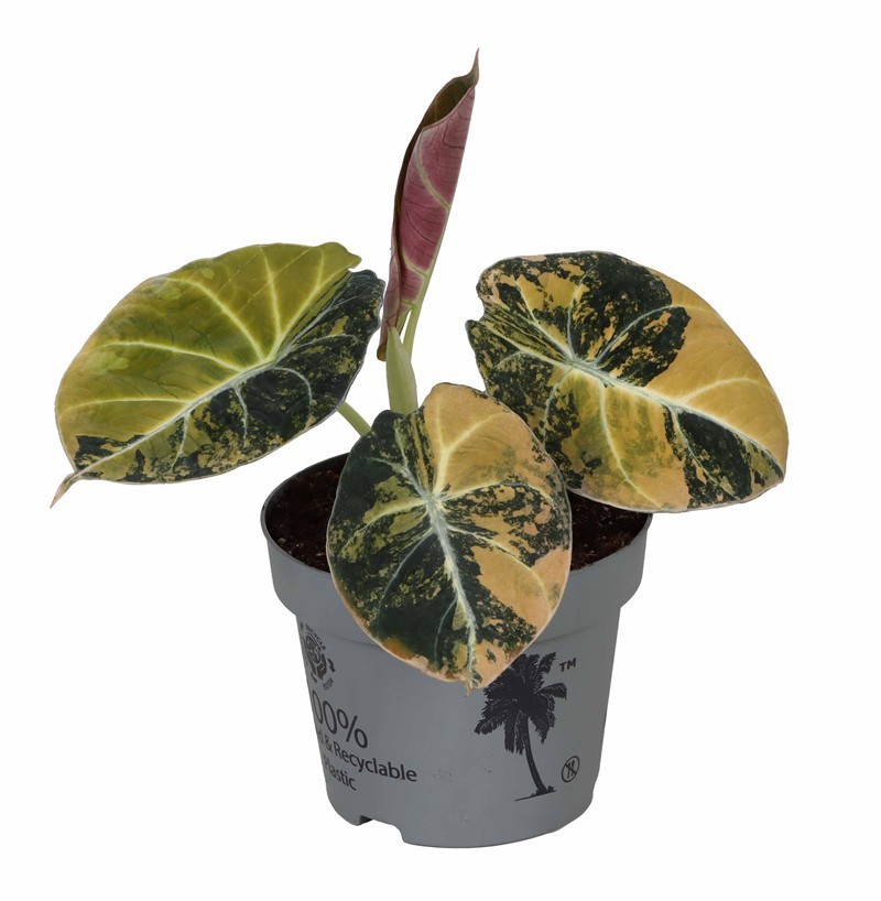 ALOCASIA BLACK VELVET 'VELVET GOLD AUREA VARIEGATA', D 12