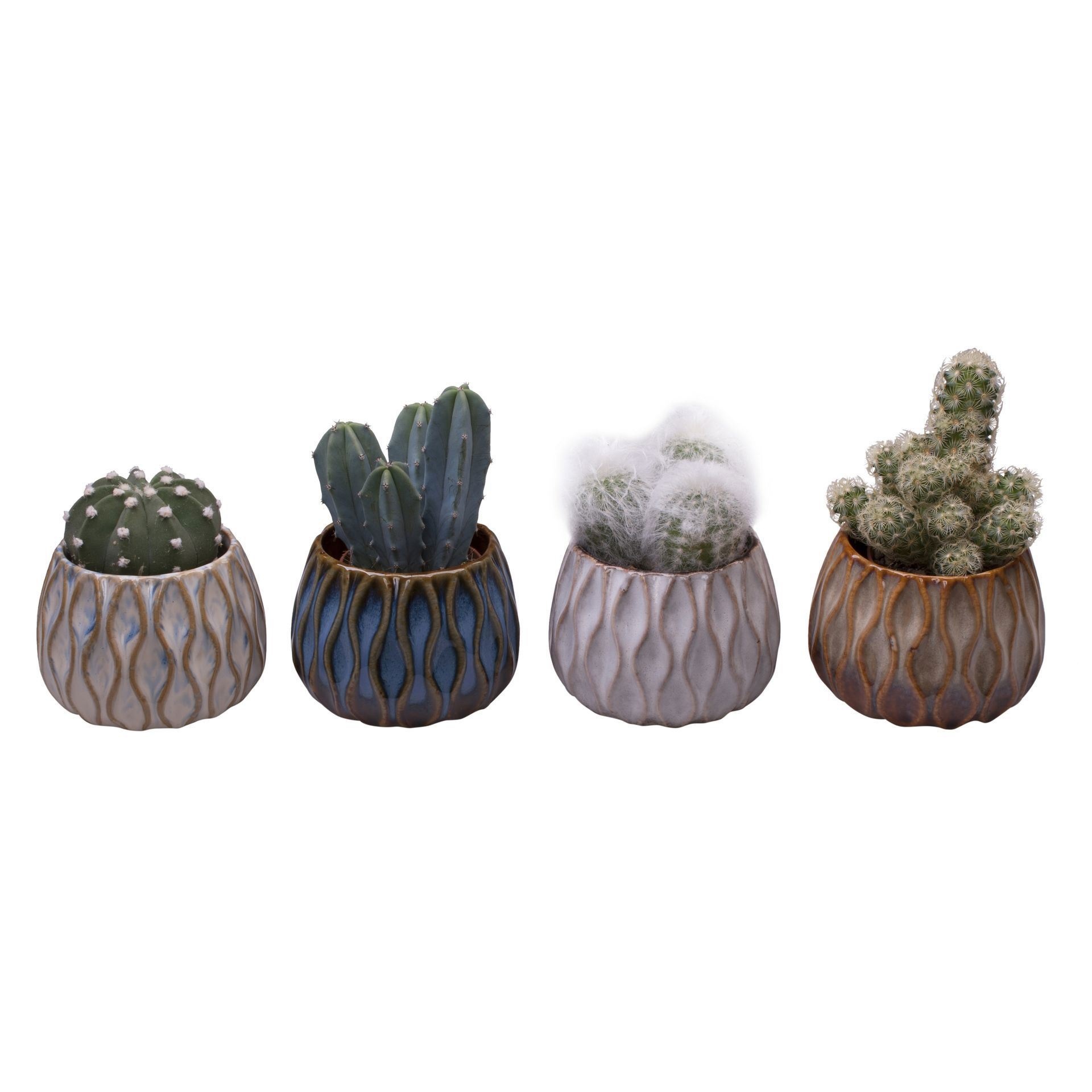 L 612 with Cactus Mix 6 cm, D 6