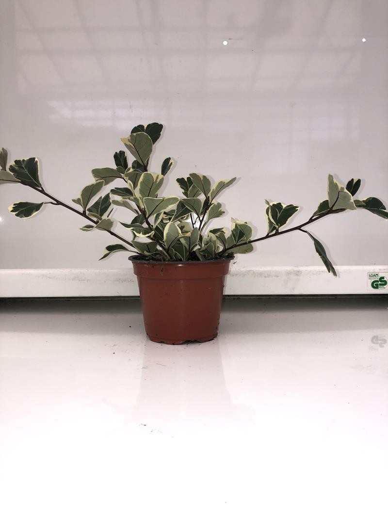 FICUS TRIANGULARIS VARIGATA, D 12