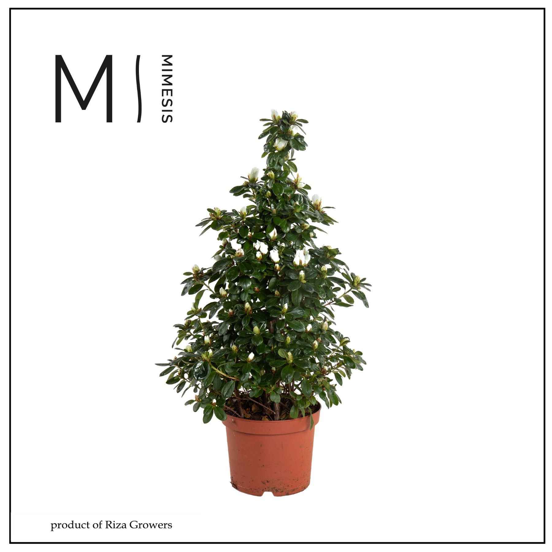 Azalea 17 cm Wit Piramide, D 17