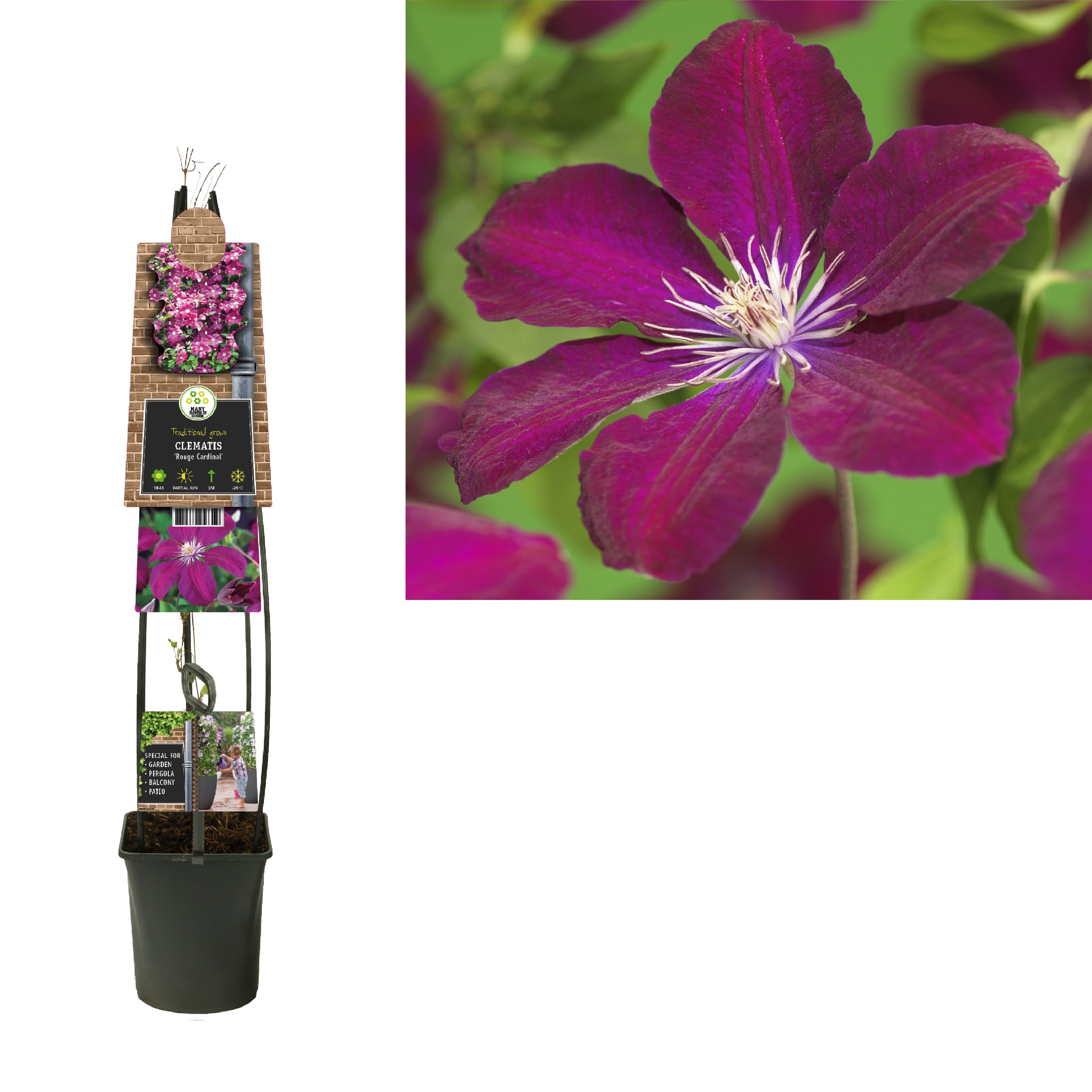 Clematis 'Rouge Cardinal' +3.0 label, D 23