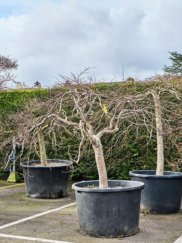 Acer pal. diss. 'Inaba-shidare', D 100