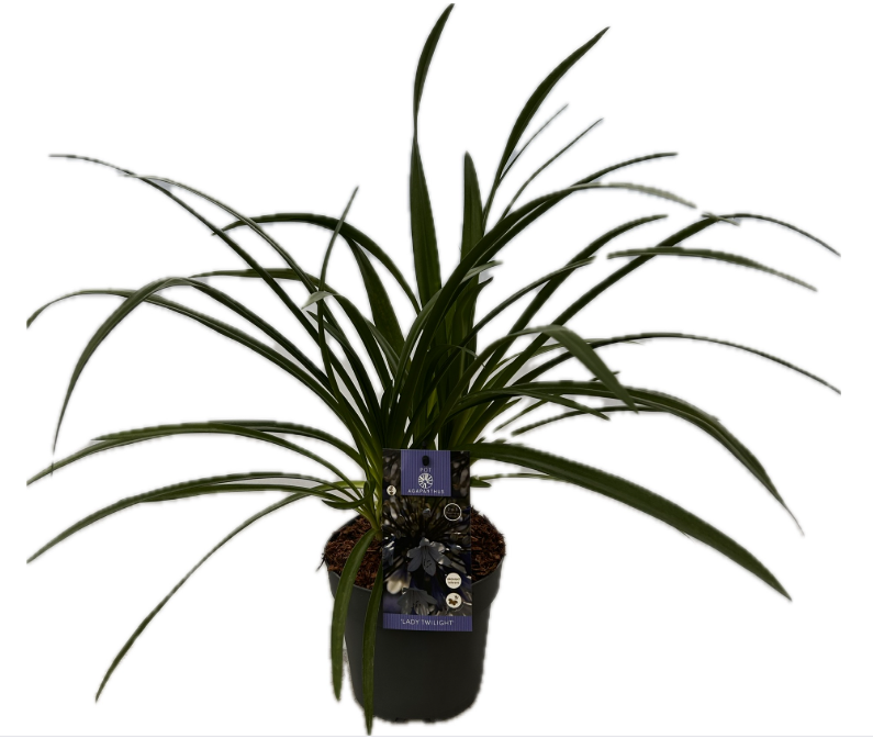 Agapanthus 'Lady Twilight' P17 EVERGREEN, D 17