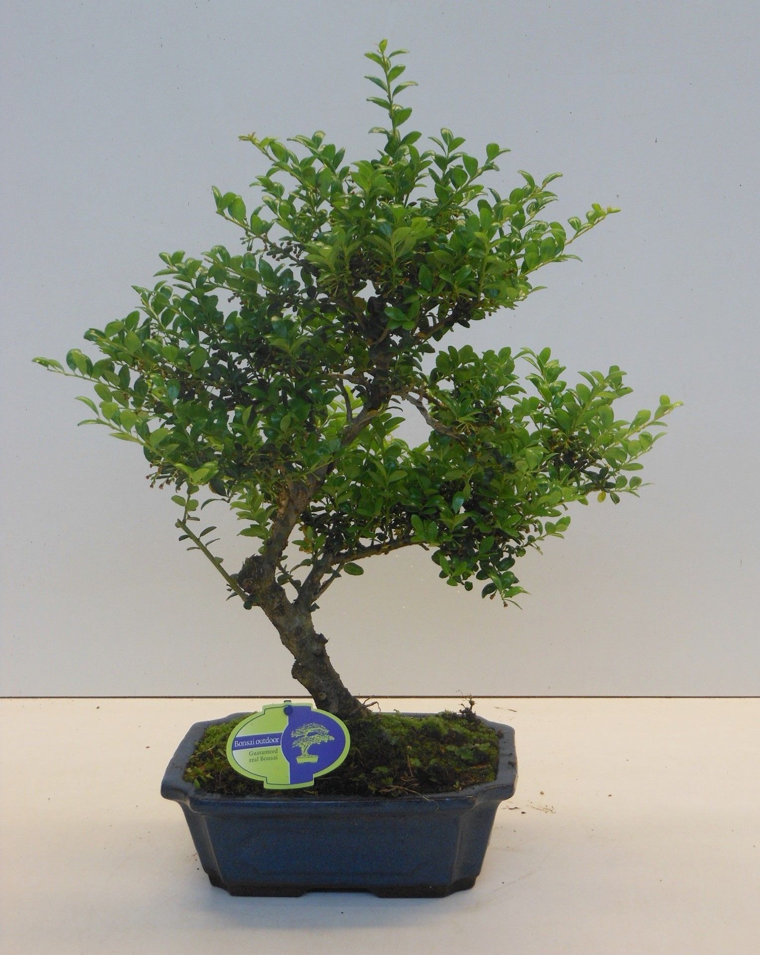 Ilex crenata, 24 cm shape, small leaf, with driptray, D 24