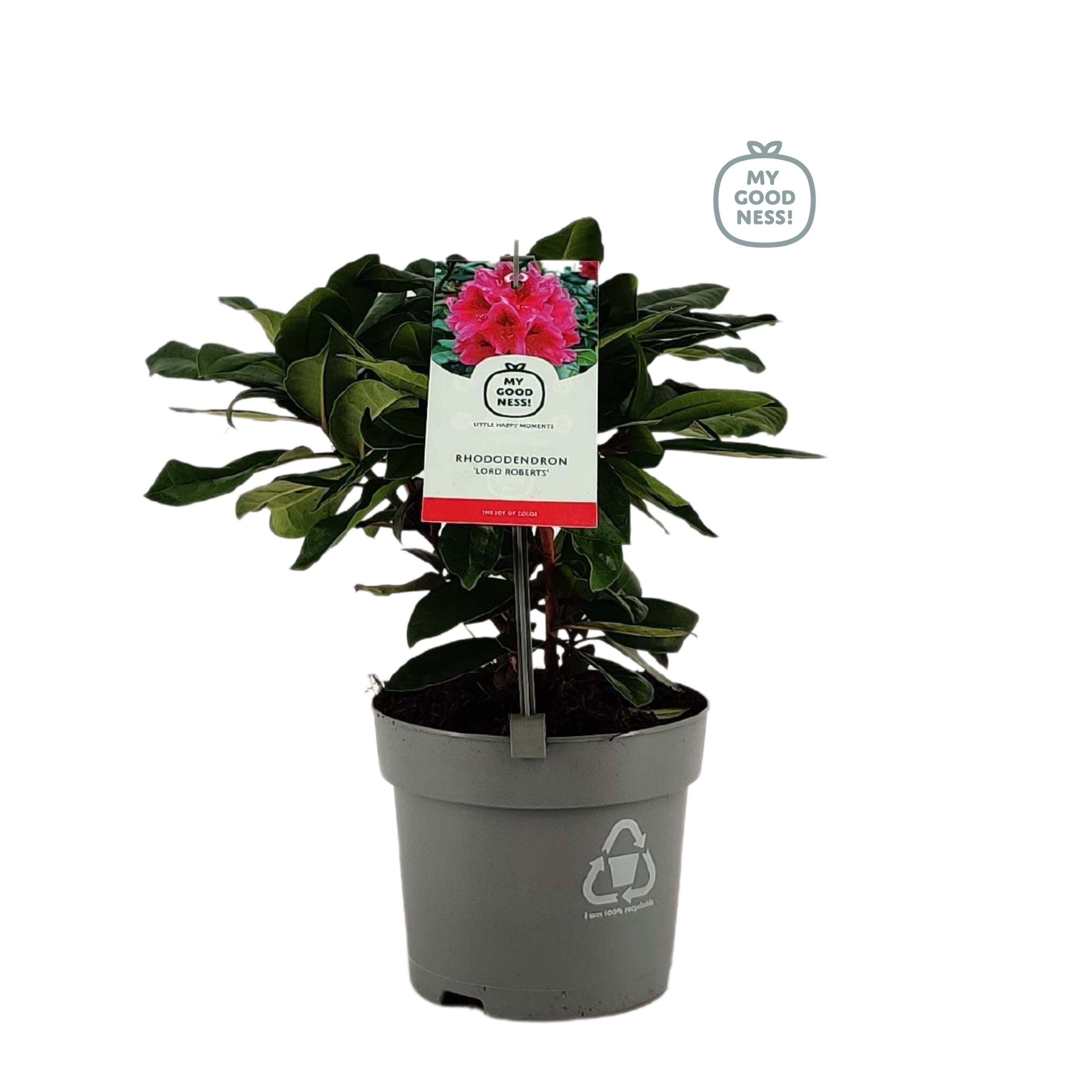 Rhododendron 15-20 /1.5 liter 'Lord Roberts', D 15