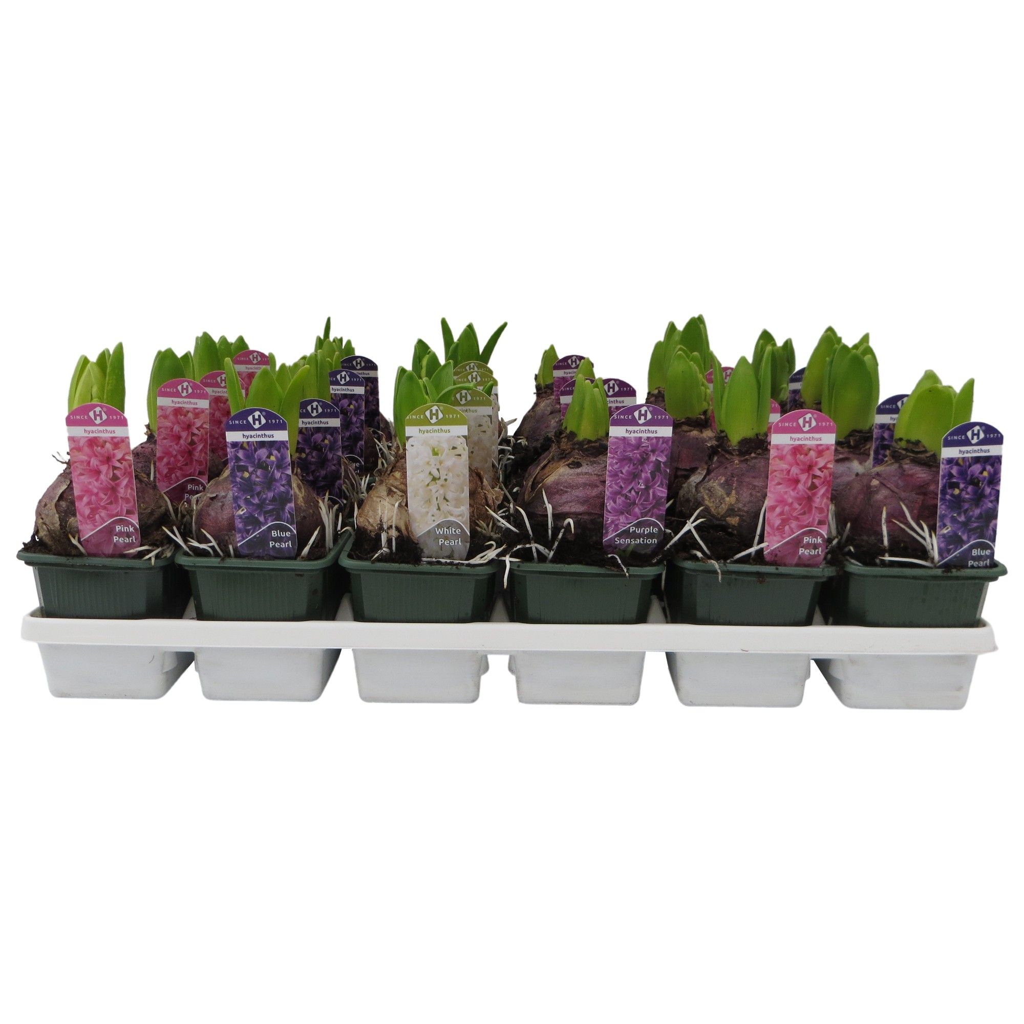 Hyacinthus orientalis gemengd 4 kleuren, D 7