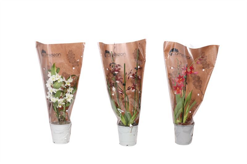 Orchideeen mix 2T in Cameleon sierhoes ( 4 lg/dc ), D 12