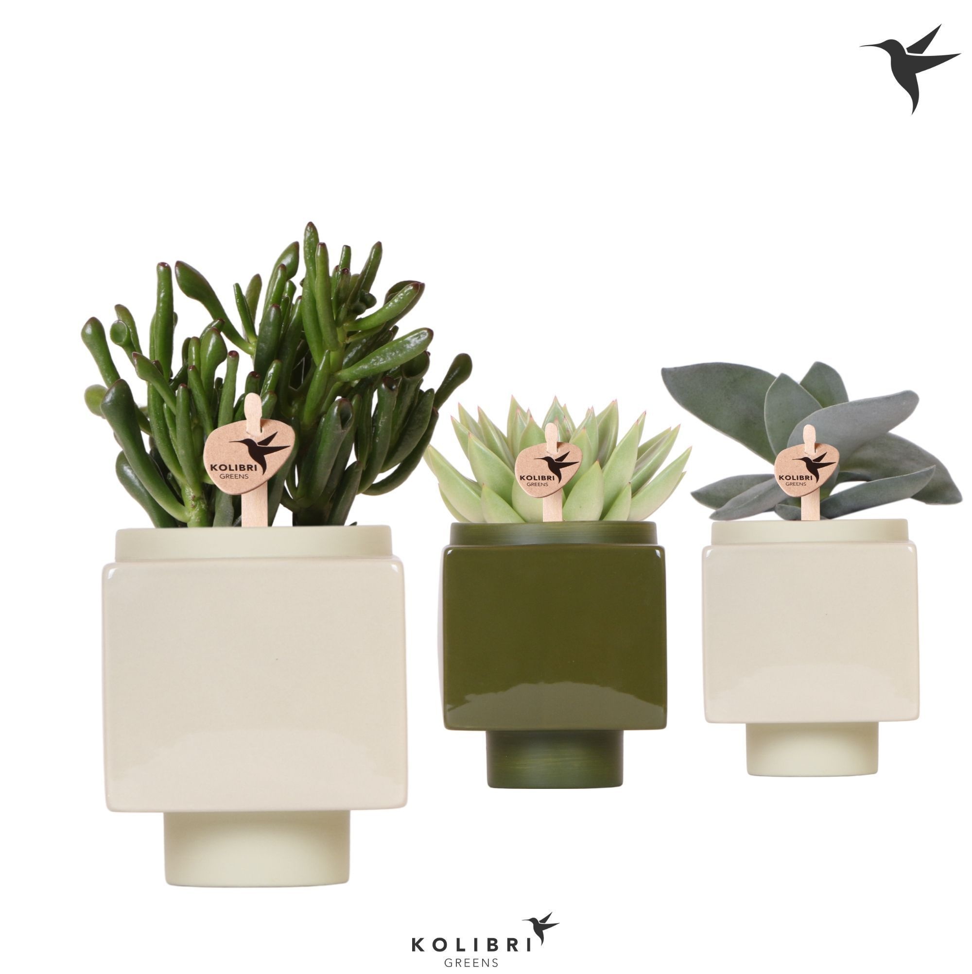 Kolibri Greens Succulenten mix in Cube pot green, D 9