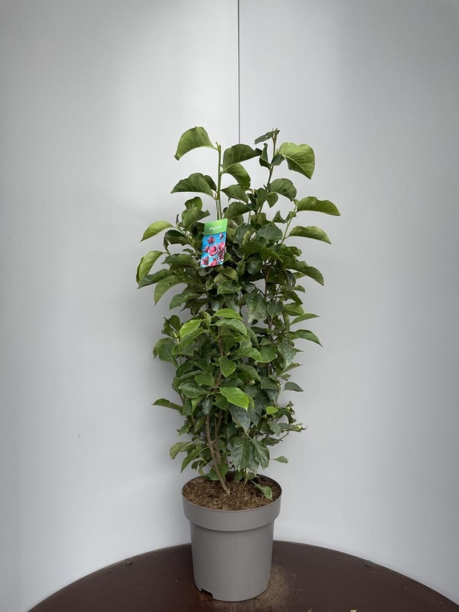 Magnolia 'Genie', D 36
