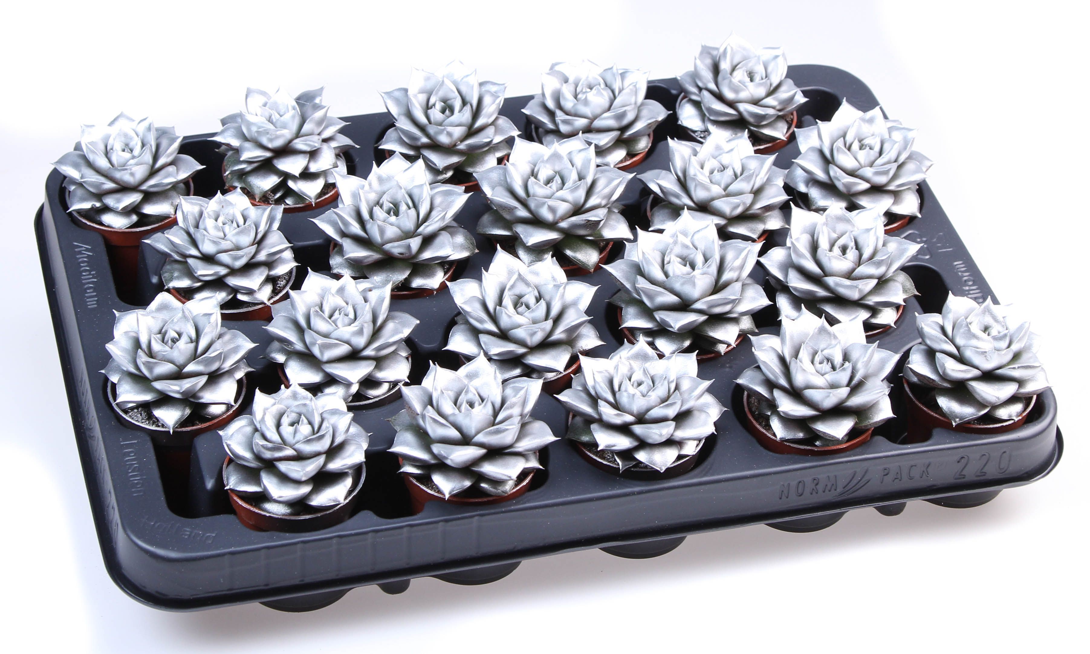 Rainbow purper silver, D 5,5