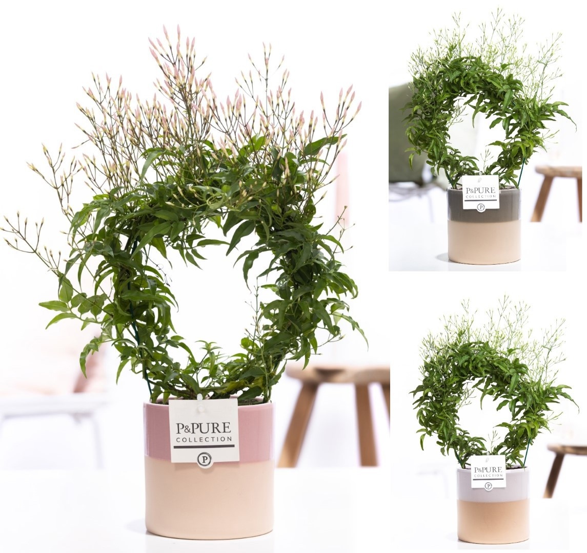 Jasminum Poly. ( 200+ knop) in P&PURE Tess 2 ceramics ass.3, D 12