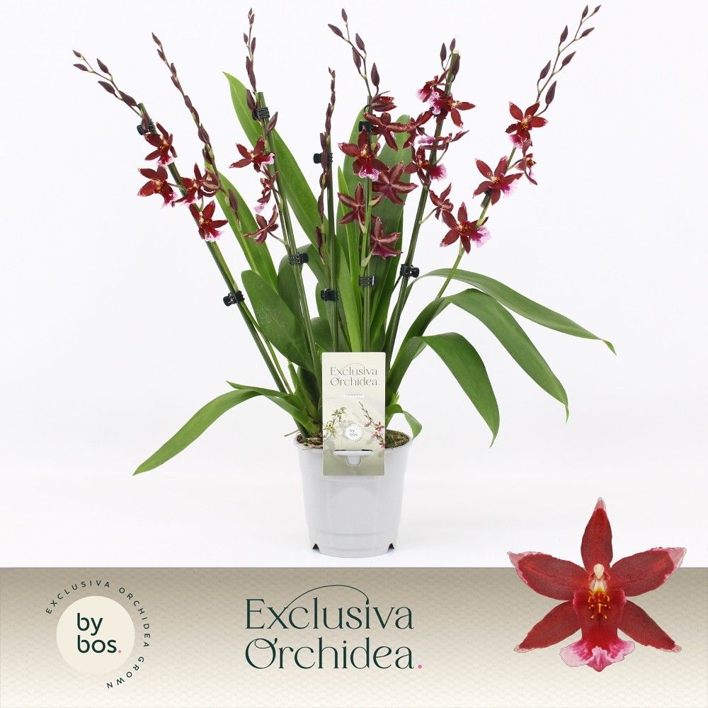 Barrocco Red, 7+ spike 'Exclusiva Orchidea', D 12
