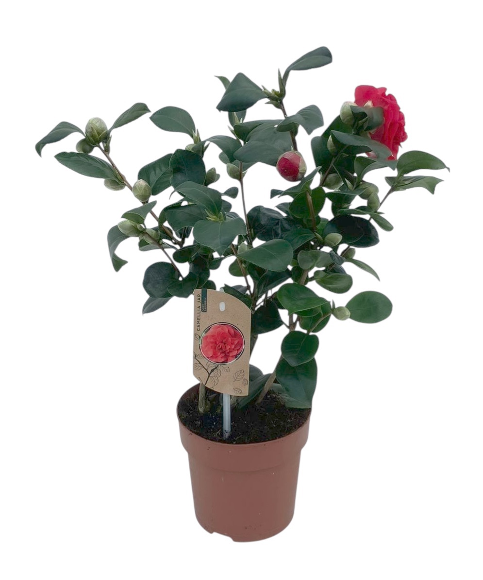 Camellia Lady Campbell 20+ knoppen, D 15
