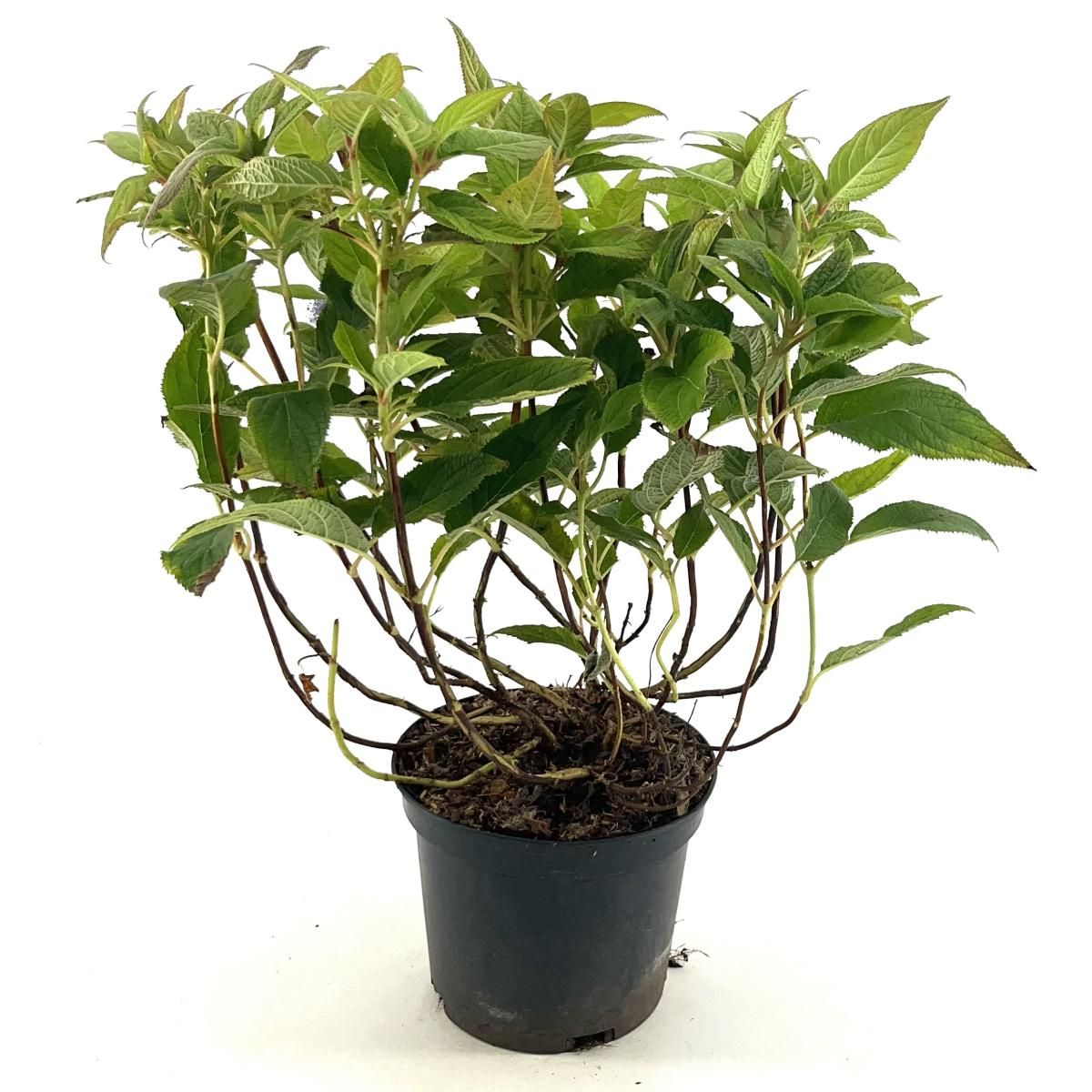 Hydrangea involucrata, D 19