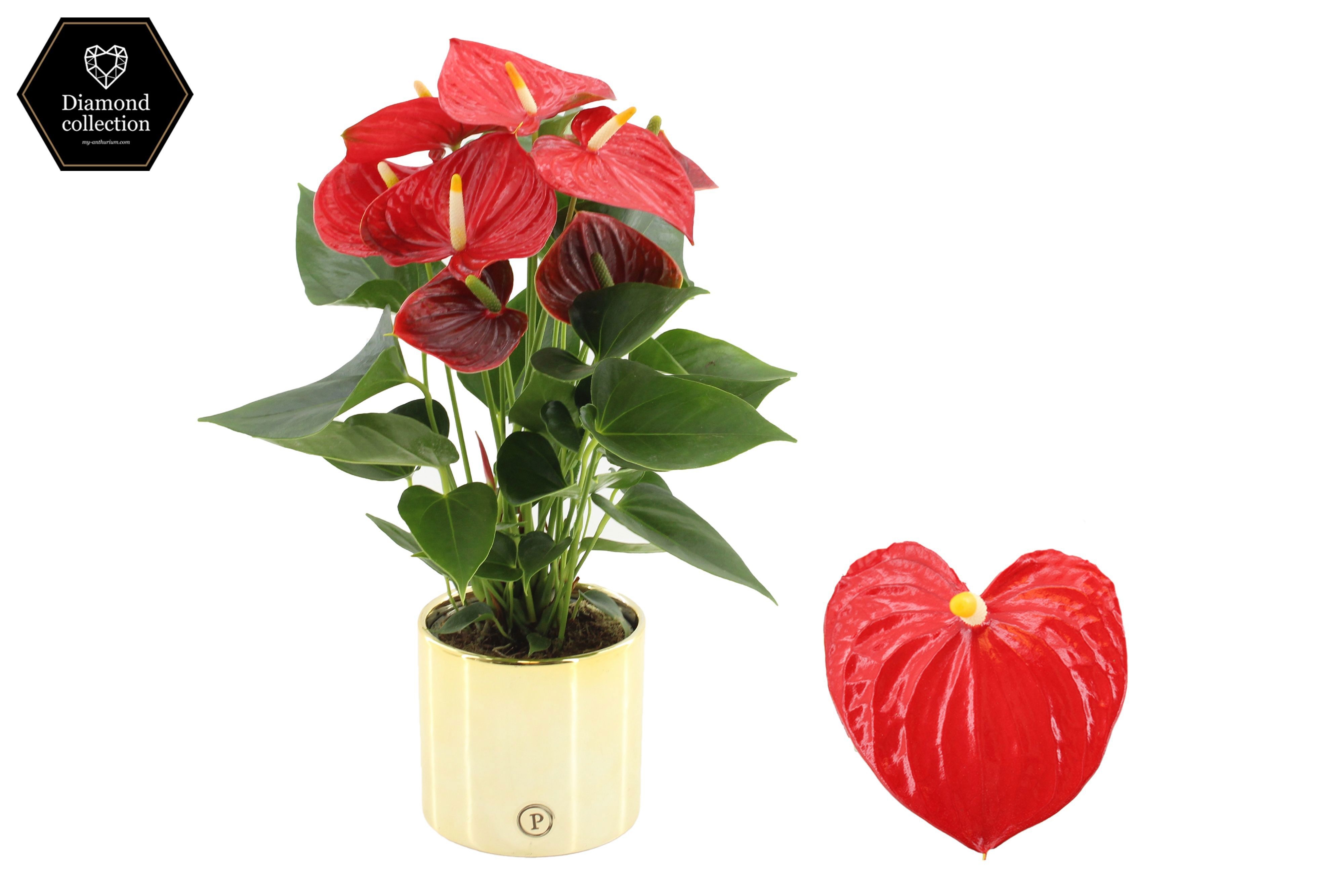 Anthurium 12cm Esudo in Pure Laryssa Shiny gold ceramic, D 12