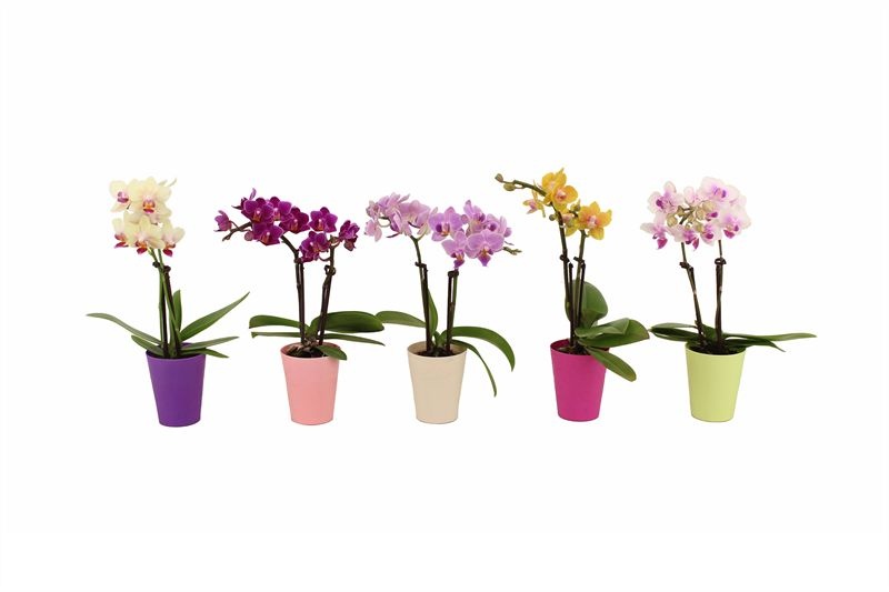 Jacky p06 mix Phal Tiny Dolls mix 2T10+, D 6