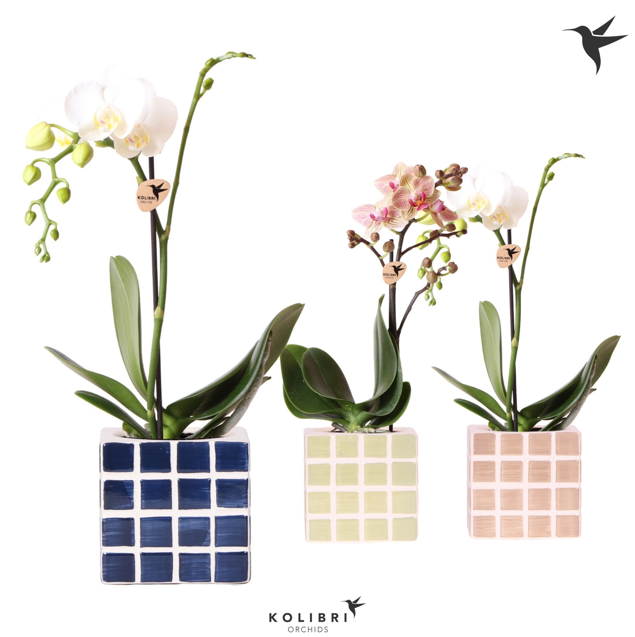 Kolibri Orchids Phalaenopsis mix 1 spike in Mosa pot blue mix, D 9