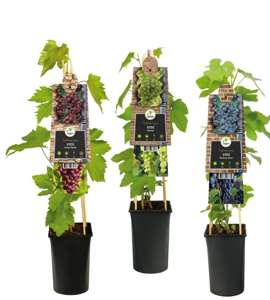 Mixtray Fruit, grapes +3.0 label, D 17