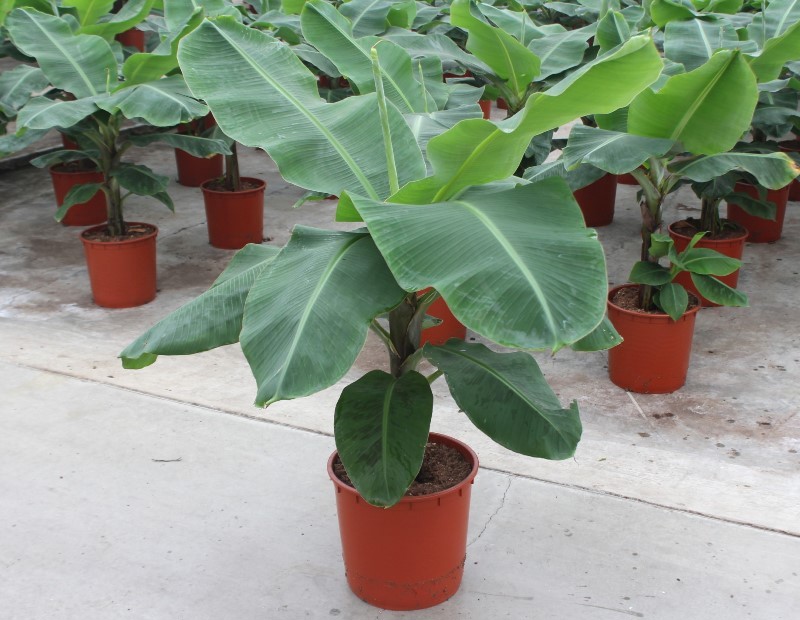 Musa 'Dwarf Cavendish', D 34