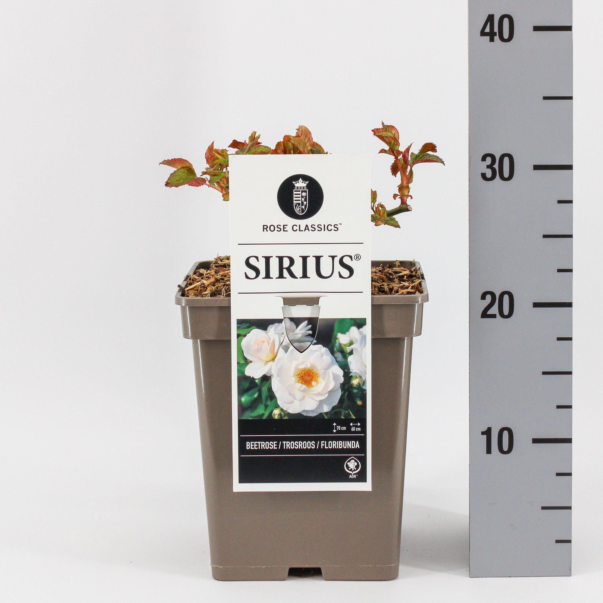 Rosa (F) Sirius ®, C5, D 23