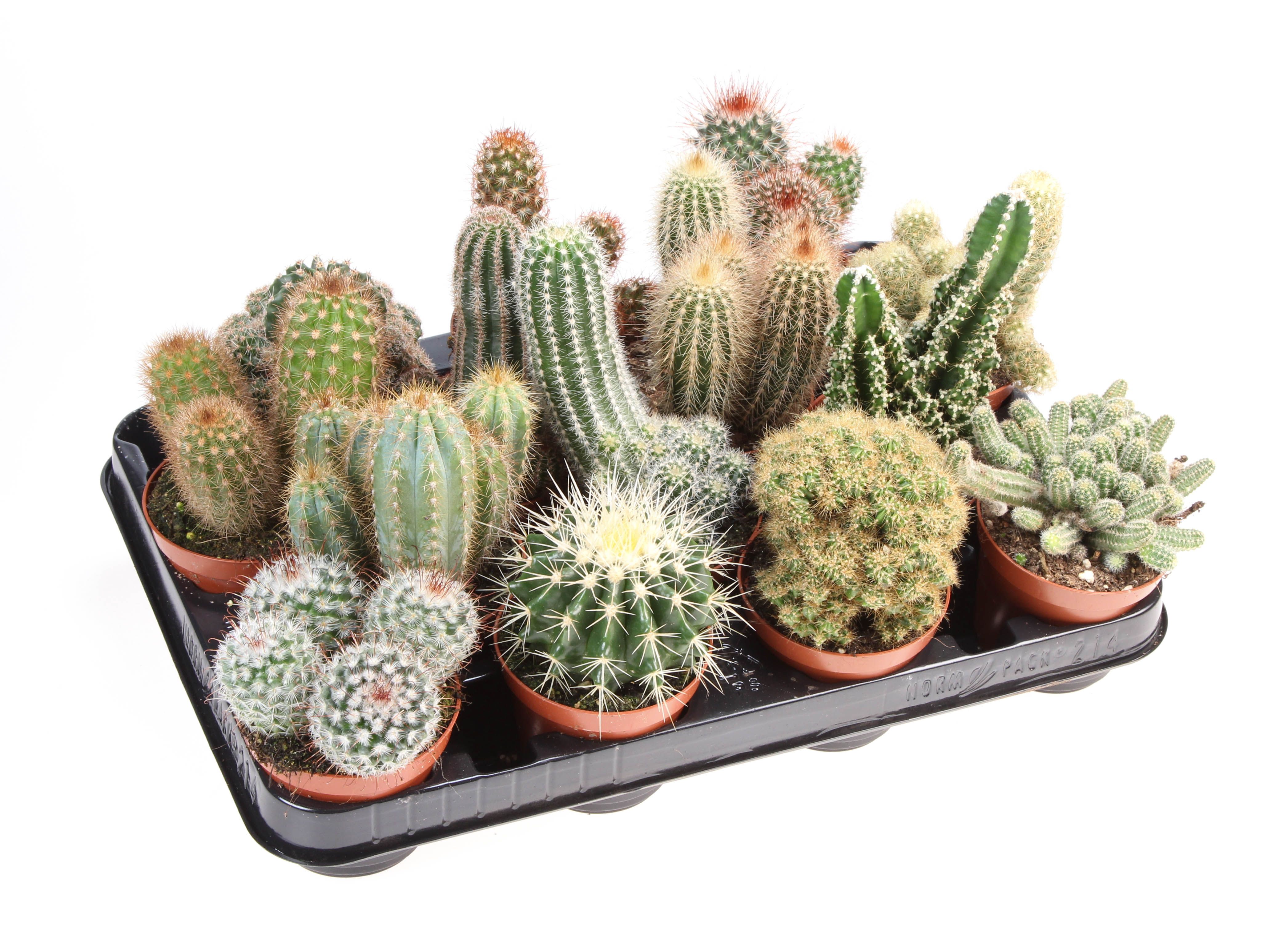 Cactus mix, D 8,5