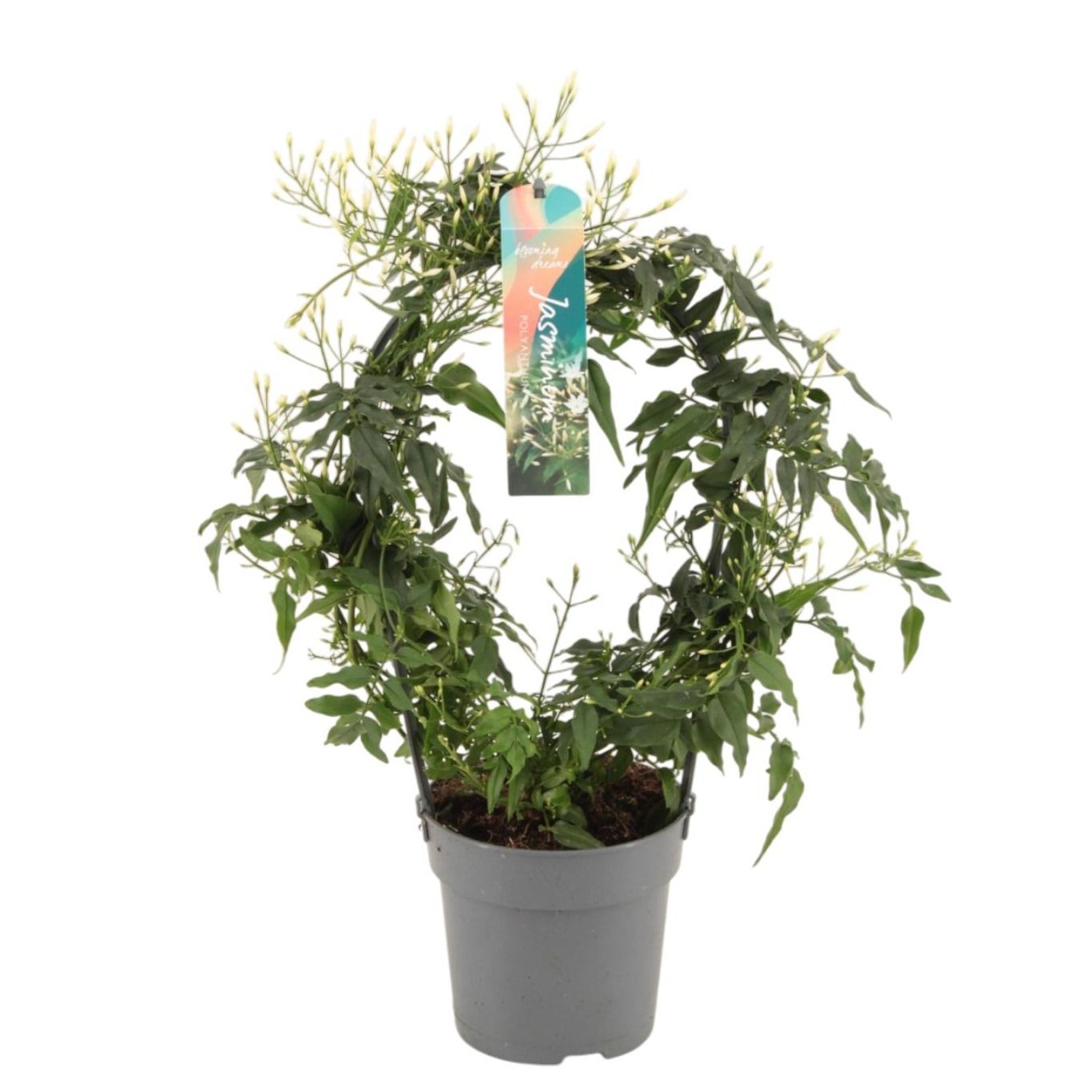 Jasminum boog 150 knop p12 (Jasmijn), D 12