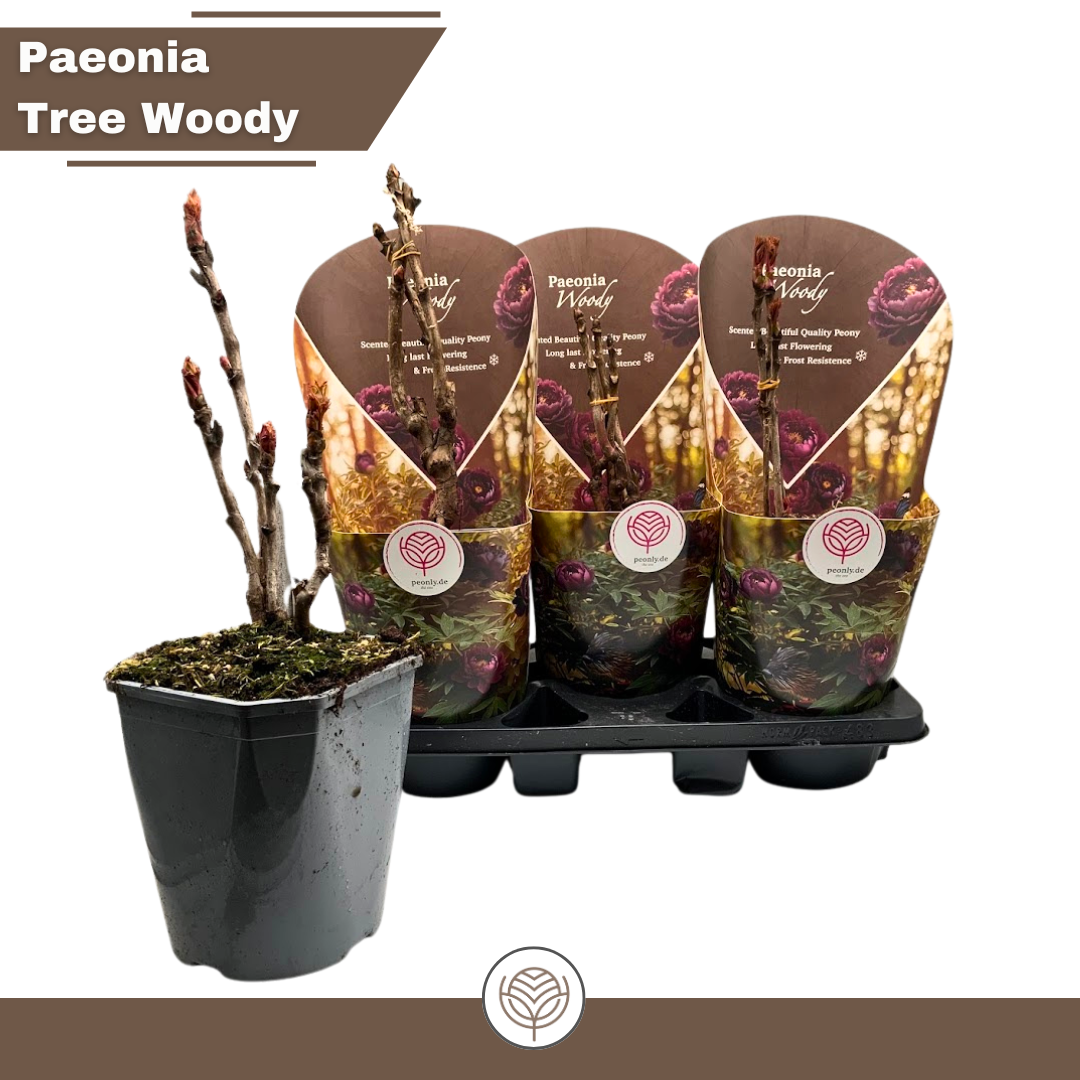 Paeonia Woody suffruticosa red, D 19