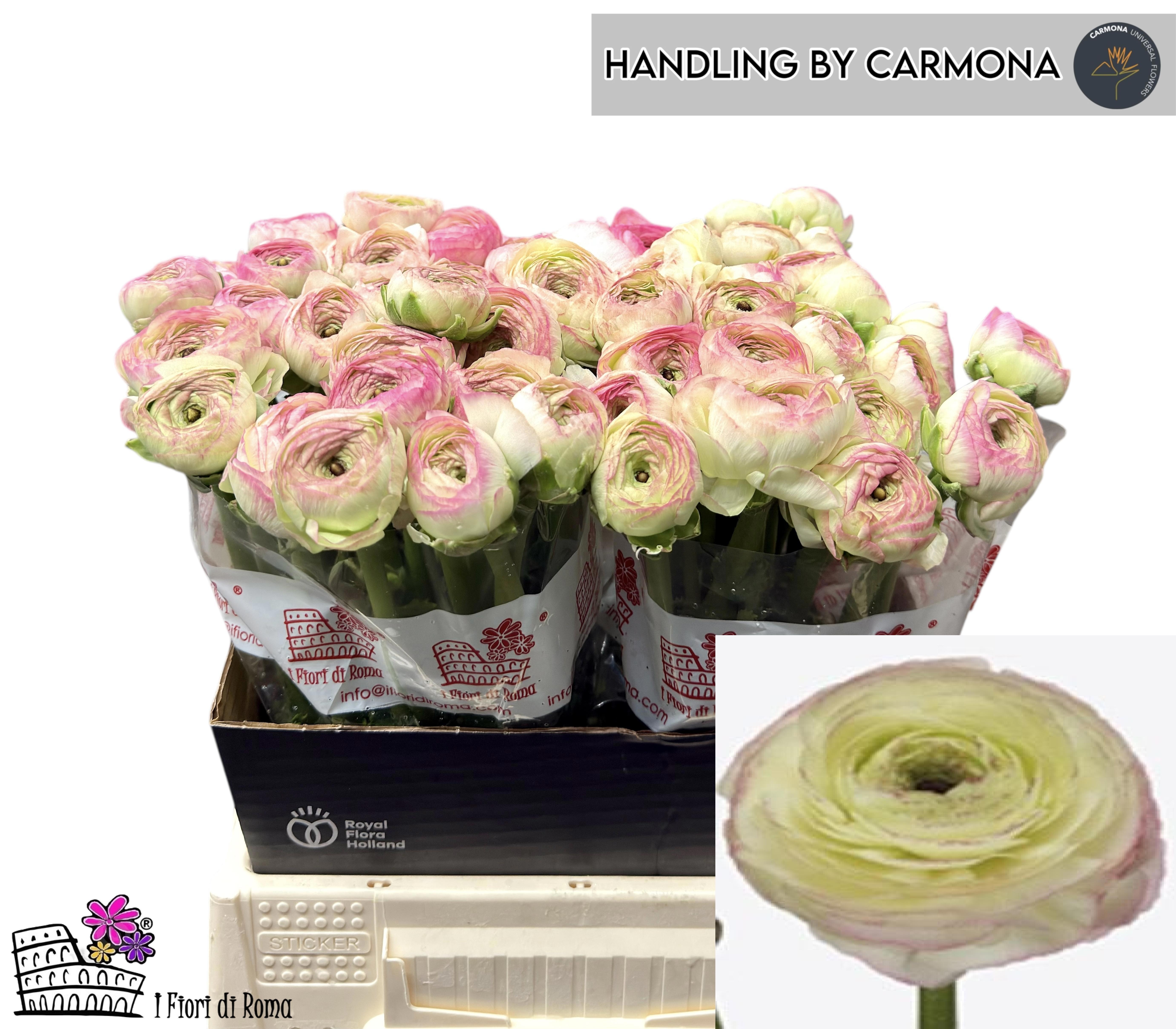 Ранункулус Саксесс Фелисидад 40, шт.