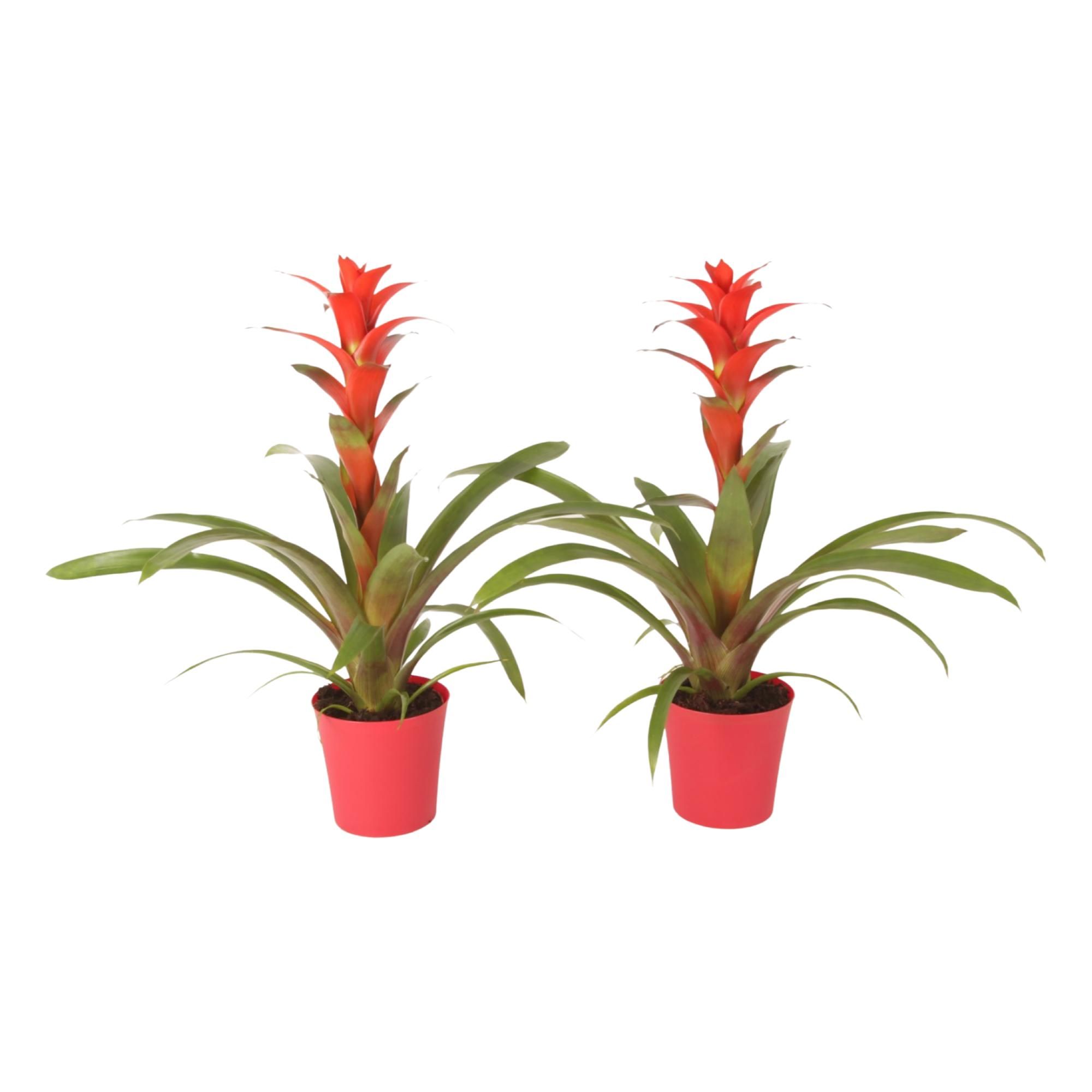 Guzmania Allura Plastic pot Linge, D 12