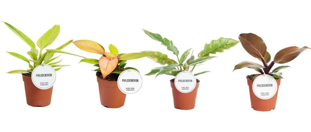 Philodendron Colour Mix, D 12