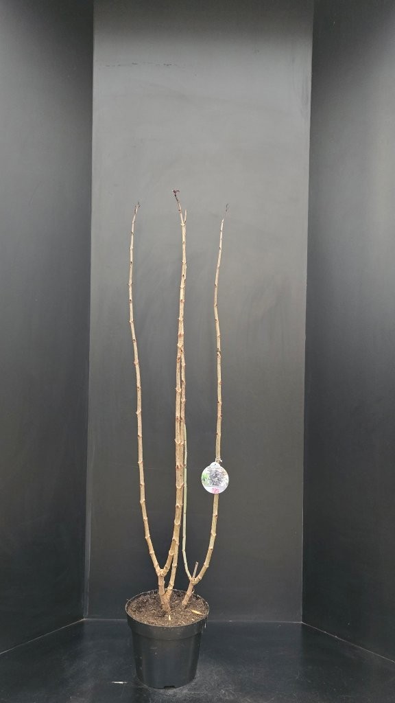 Sambucus nigra Black Tower, D 29