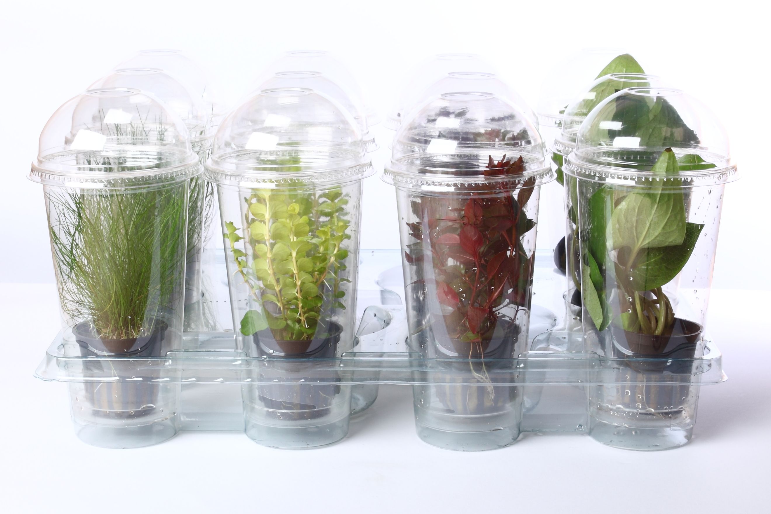 212-Aquariumplanten/moeras, D 9