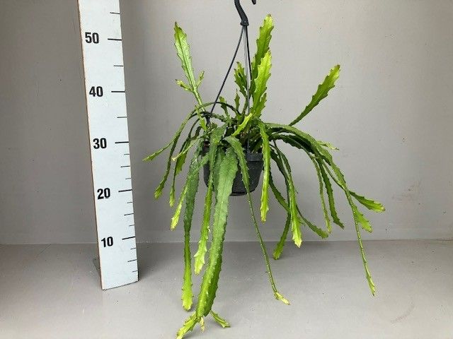 Epiphyllum Dietmar Paetz, D 14