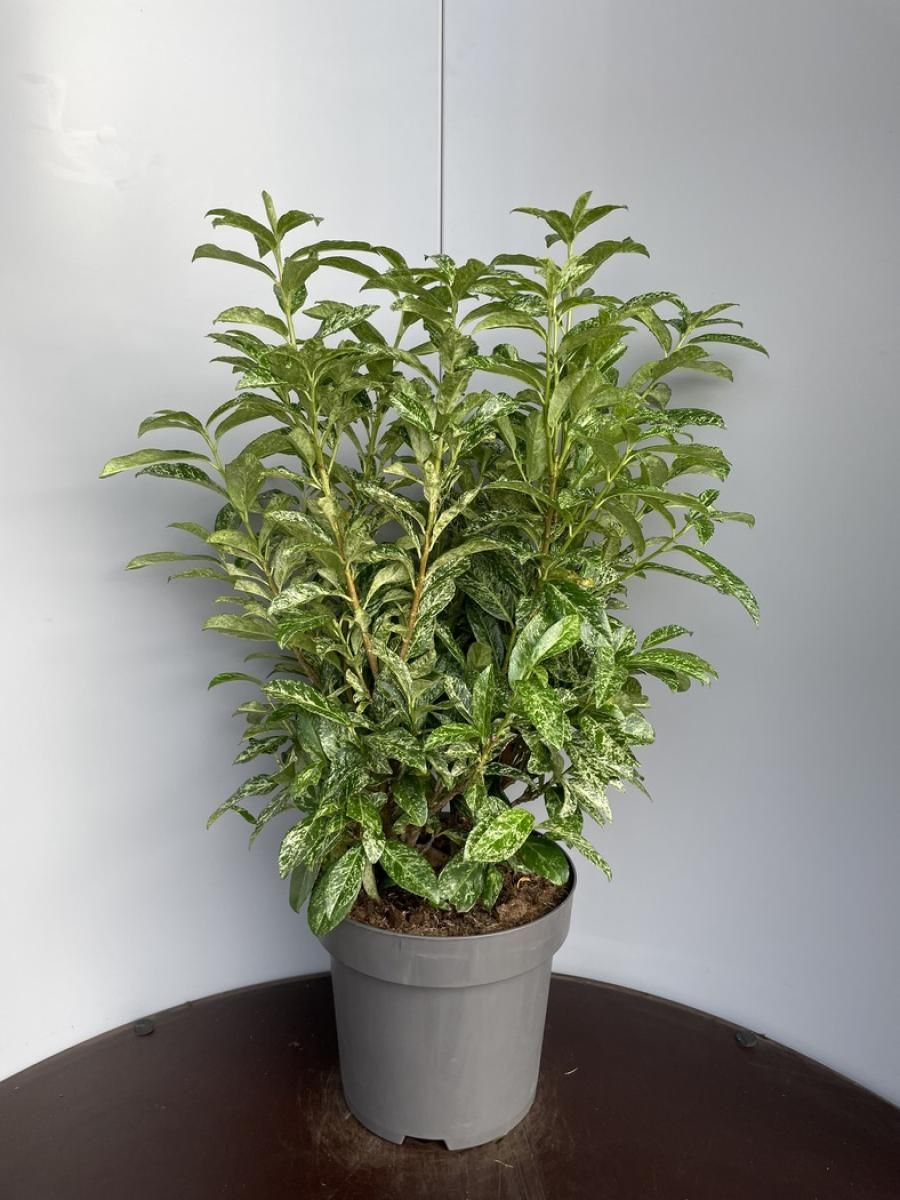 Prunus l. 'Marbled White', D 32