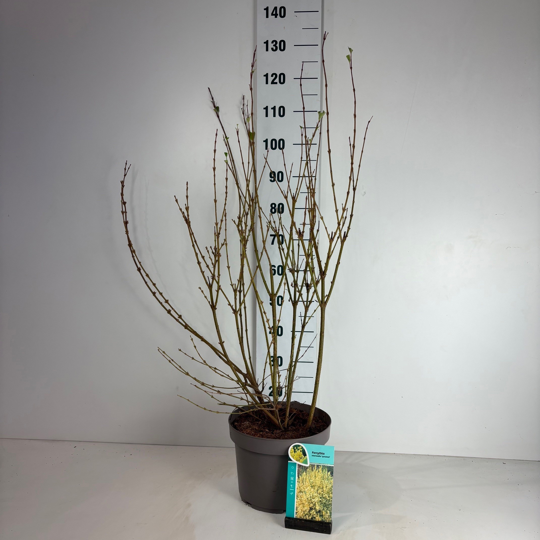 Forsythia intermedia Lynwood, D 29