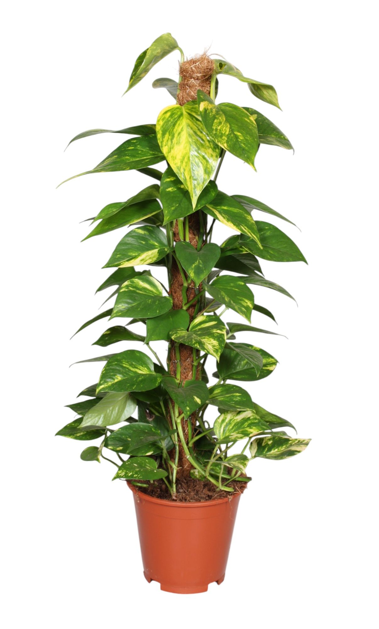 Epipremnum pinnatum mosstok 80cm Scindapsus, D 19
