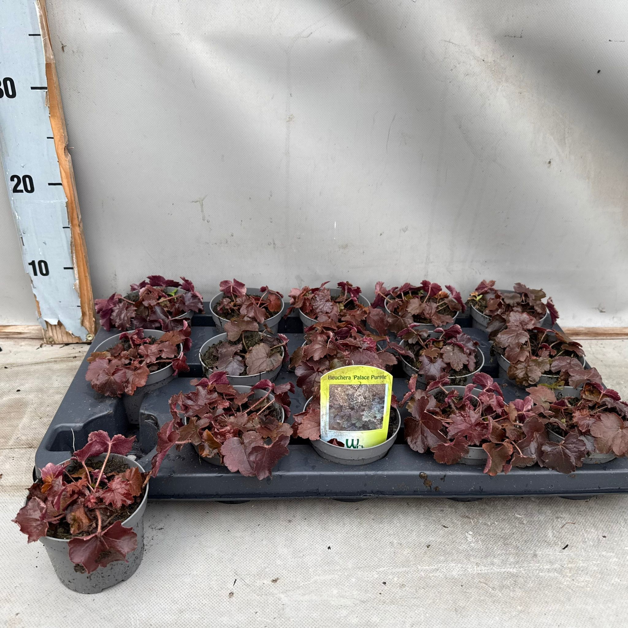 Heuchera Palace Purple, D 9