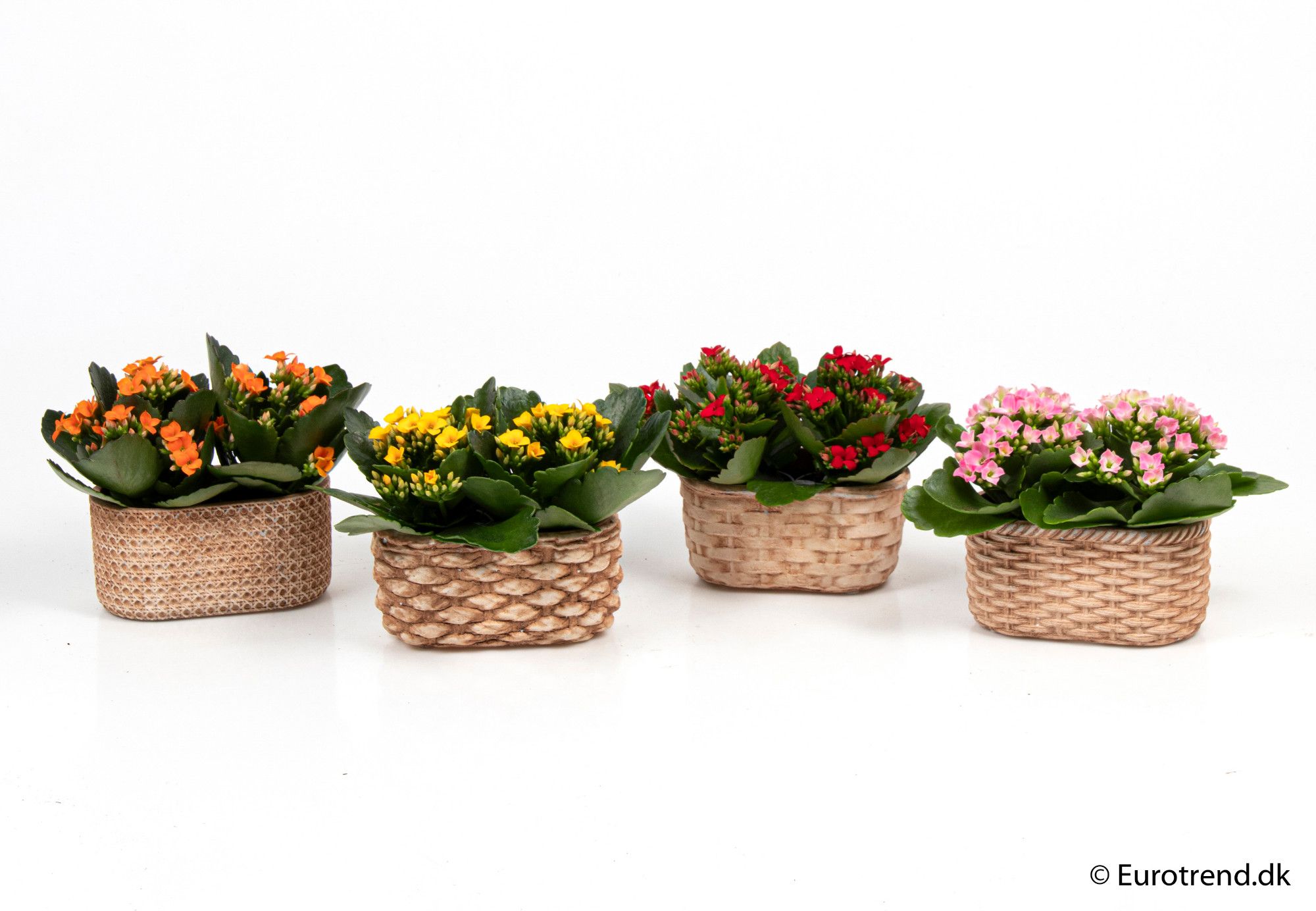 Kalanchoe in duo ceramic - New Look 2025, D 6