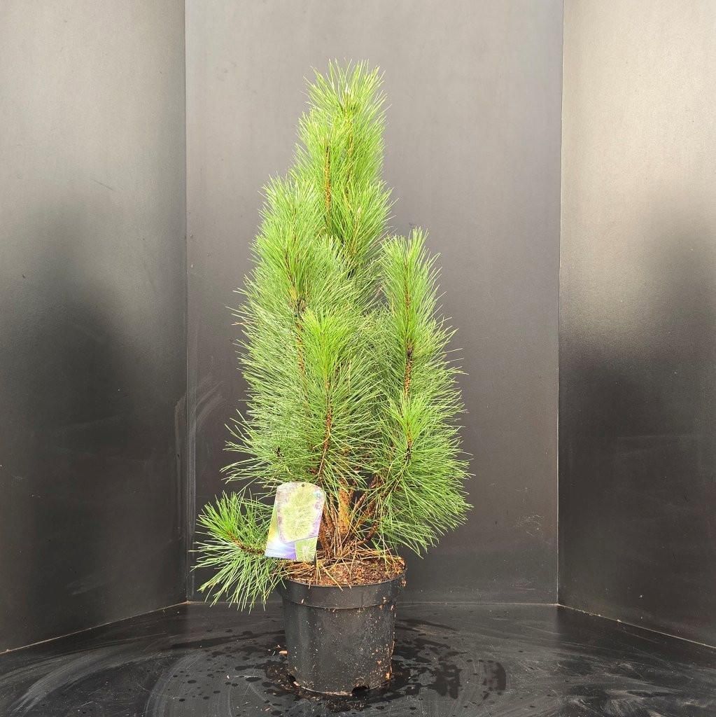 Pinus nigra Pyramidalis, D 29