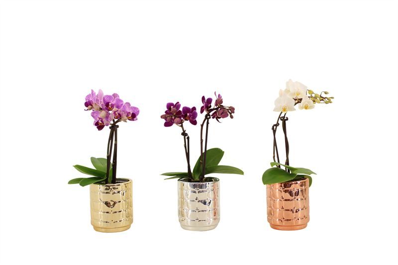 Mason p06 mix luxury Phal Tiny Dolls mix 2T10+ Aqu@, D 6