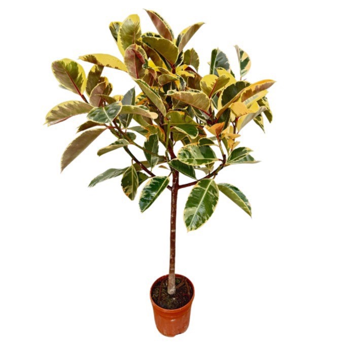 Ficus Elastica 'Tineke' - 140cm, D 22