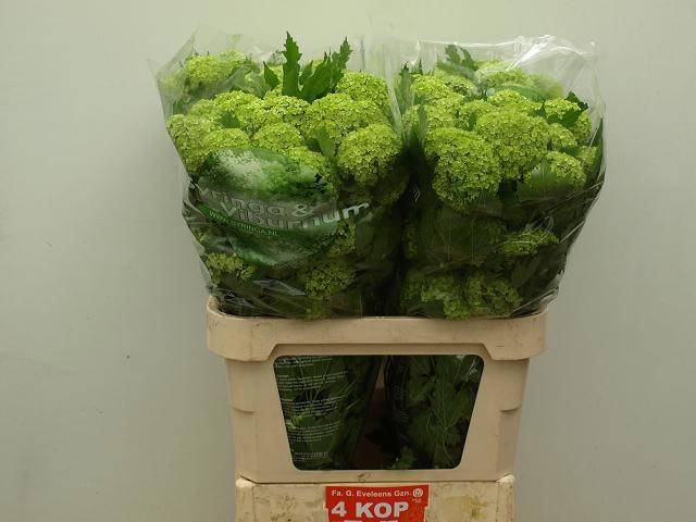 Вибурнум Розеум 80 (зел.), шт.