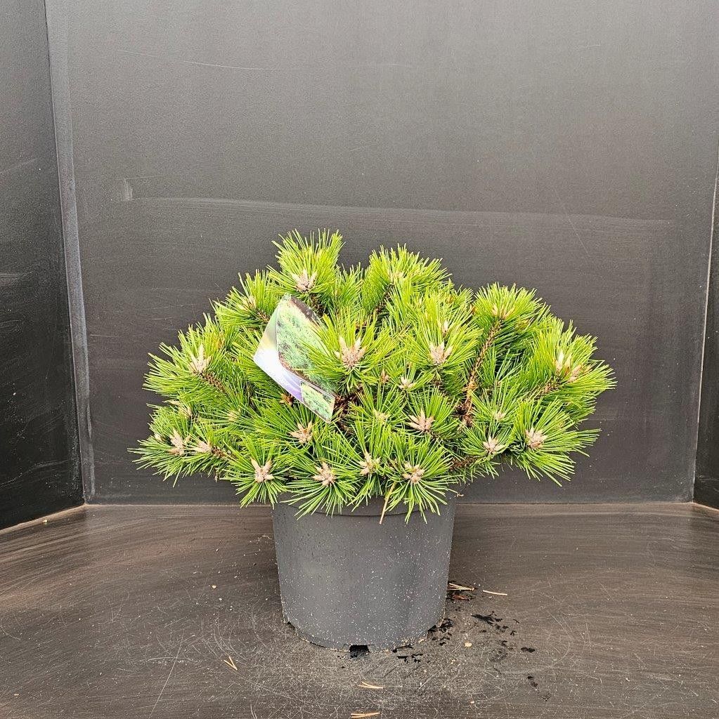 Pinus densiflora Low Glow, D 26